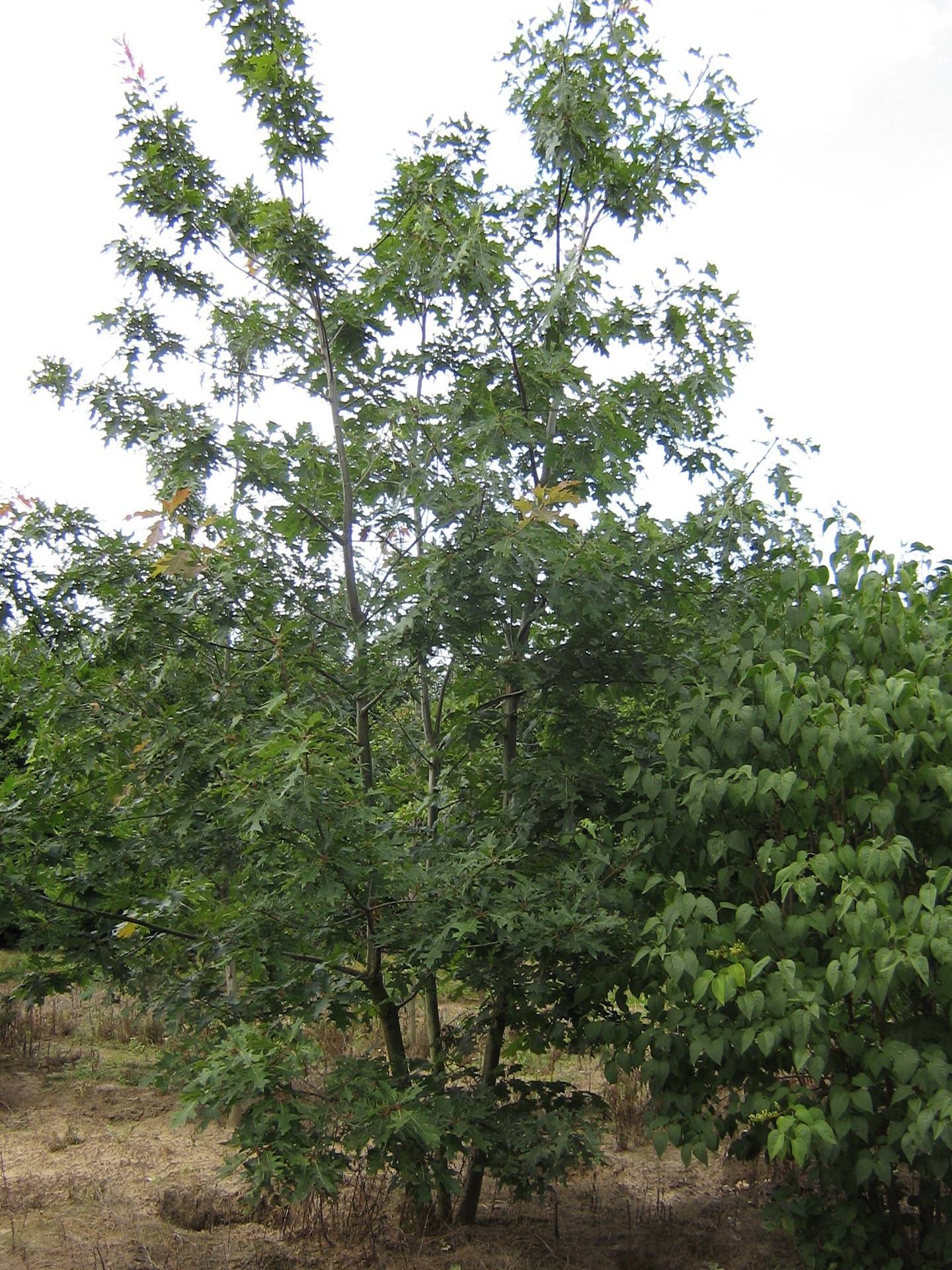 Quercus rubra_07